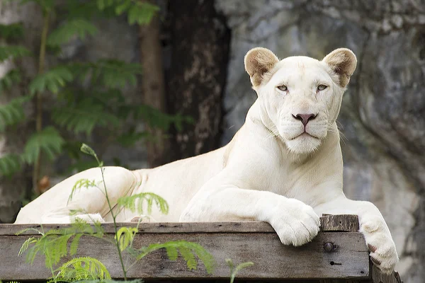 眠っている白いライオン — ストック写真