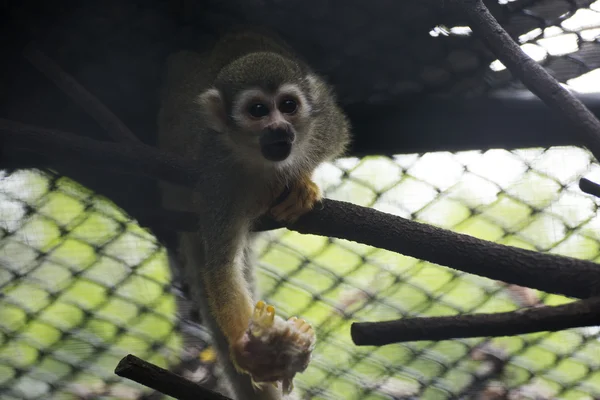 Squirrel Monkey — Stockfoto