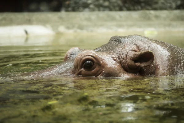 Cierra los ojos y los oídos del hipopótamo — Foto de Stock