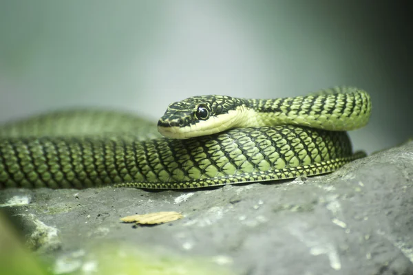 Close up Golden tree snake — Stock Photo, Image