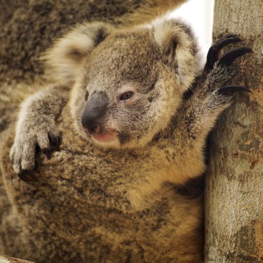 şirin koala kadar yakın