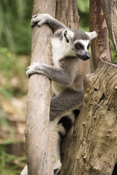 Lemur-de-cauda-anelada — Fotografia de Stock