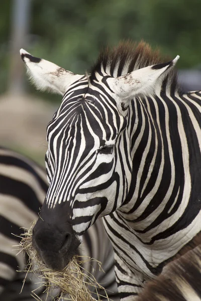 Närbild afrikanska zebra äta gräs — Stockfoto