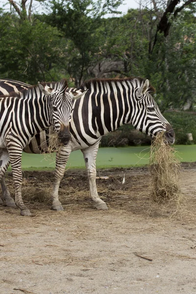 Afrikanisches Zebra frisst Gras — Stockfoto