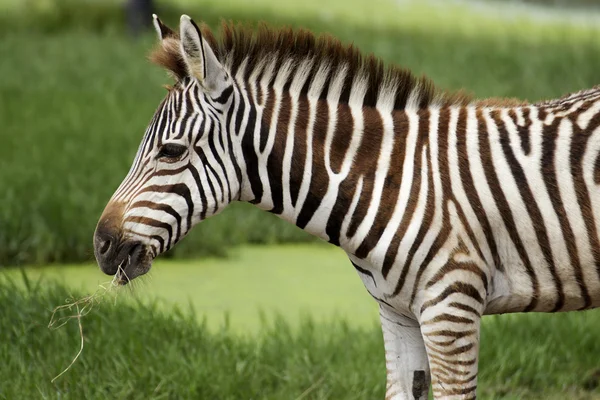 Zebra Africano comendo grama — Fotografia de Stock