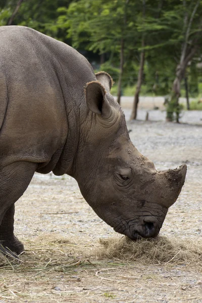 Rhino comiendo hierba — Foto de Stock