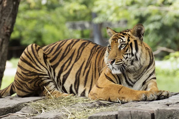 Bengal kaplanı kapatmak — Stok fotoğraf