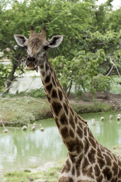 Portrait Giraffe Tongue out