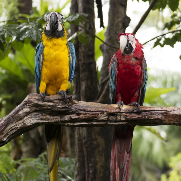 Scarlet macaws on the tree — Stock Photo, Image