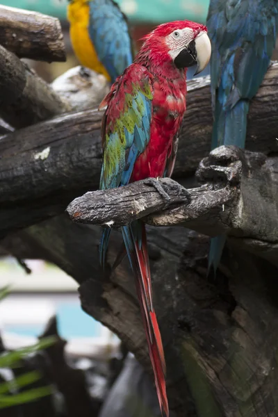 Papageien: Scharlachroter Ara — Stockfoto