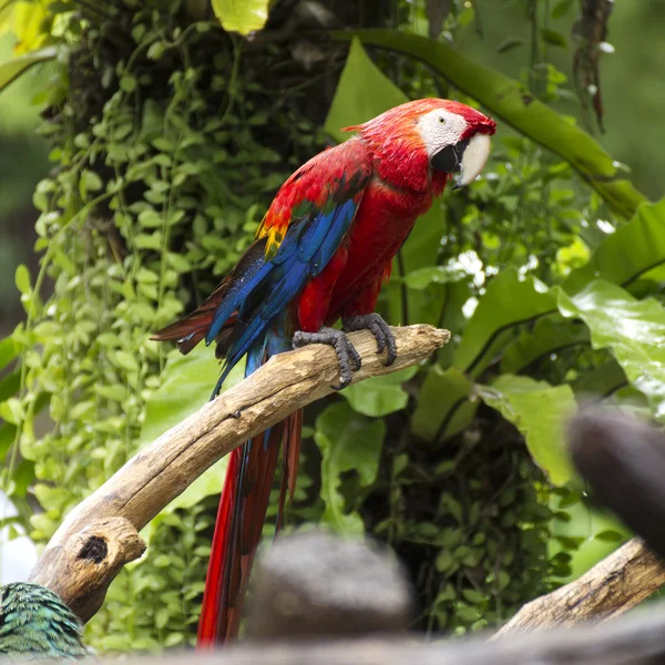 Papagáj: Ara papagáj — Stock Fotó