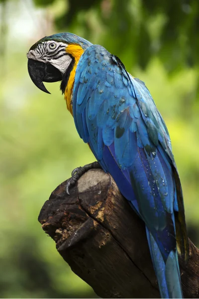 Fechado até amarelo e azul Macaw — Fotografia de Stock
