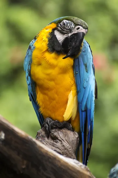 Fechado até amarelo e azul Macaw — Fotografia de Stock