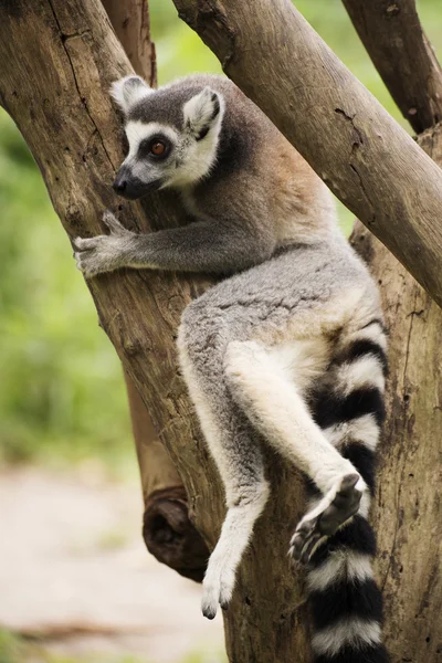 Lemur s kroužkovým ocasem sedící na stromě — Stock fotografie