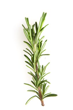 Biberiye beyazda izole edilmiş