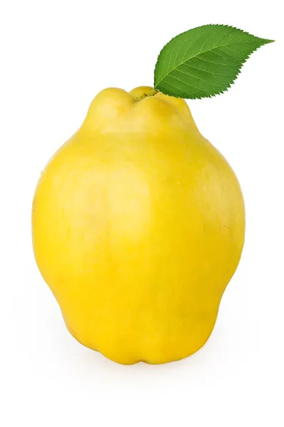 Quince on a white background — Stock Photo, Image