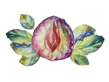 Beyaz zemin üzerinde tohum ve yeşil yapraklı suluboya mor erik dilimi. Elle çizilmiş sonbahar yaz yemekleri. Menü, duvar kağıdı, kafe, eskiz defteri için yaratıcı öge