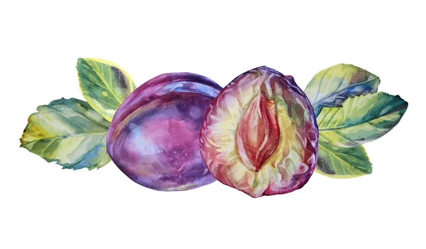 Akvarell lila frukt plommon skiva med utsäde och gröna blad isolerade på vit bakgrund. Handritad clipart höst sommar söt mat. Kreativt element för meny, café, skissbok — Stockfoto