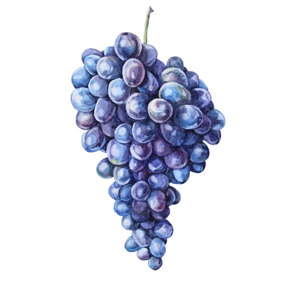 Акварель ручной работы фиолетовый и синий виноград изолированы на белом фоне. Летняя осень ягоды сладкой пищи. Милый десерт. Креативный клип для меню, кафе, стикер, обои, обертка, скетчбук — стоковое фото