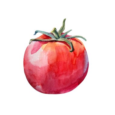 Suluboya kırmızı el çizilmiş domates beyaz arka planda izole edilmiş. Salata ve yemek için sağlıklı sebze. Menü, yemek kitabı, mutfak, eskiz defteri, çocuk, duvar kağıdı, ambalaj, kafe için yaratıcı bir parça