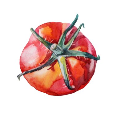 Suluboya kırmızı el yapımı domates beyaz arka planda izole edilmiş. Salata ve yemek için sağlıklı sebze. Menü, yemek kitabı, mutfak, eskiz defteri, çocuk, paketleme, kafe için yaratıcı klip