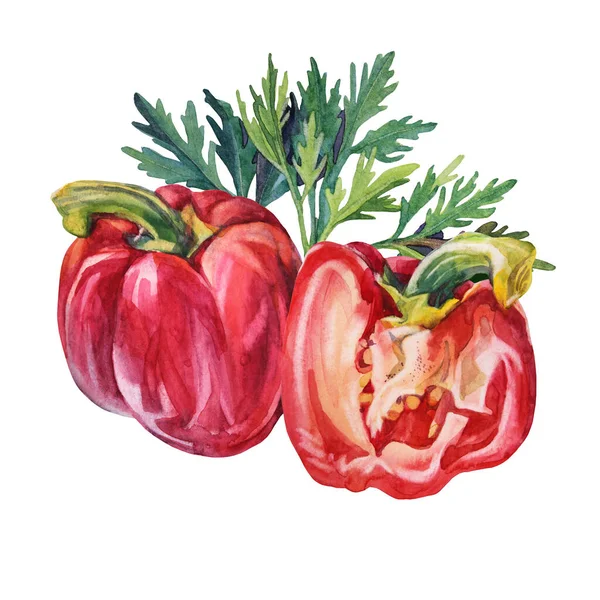 Aquarel bel peper en groen peterselie geïsoleerd op witte achtergrond. Handgetekende zoete voeding rode groente voor het koken boek menu. Clipart creatieve kruidige paprika voor cafe sticker schetsboek kaart — Stockfoto