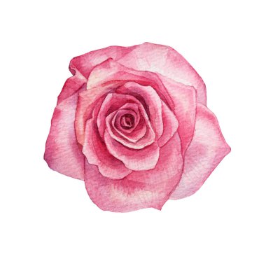 Beyaz arka planda izole edilmiş suluboya pembe gül. Sevgililer Günü ya da 8 Mart için el yapımı botanik çiçeği. Merhaba bahar. Mutlu kadınlar günü. Düğün kutlaması için tırman. Davet et, etiye.