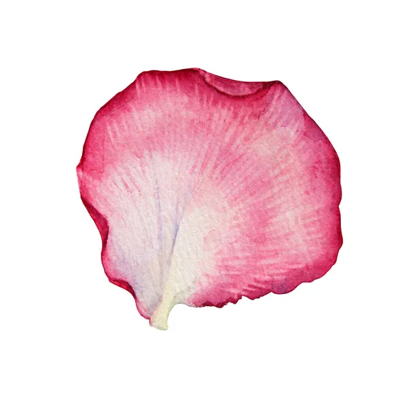 Acquerello rosa e bianco petalo di rosa isolato su sfondo bianco. Fiore botanico disegnato a mano per San Valentino o 8 marzo. Ciao primavera. Felice giorno delle donne. Clip art per la celebrazione del matrimonio invitare — Foto Stock