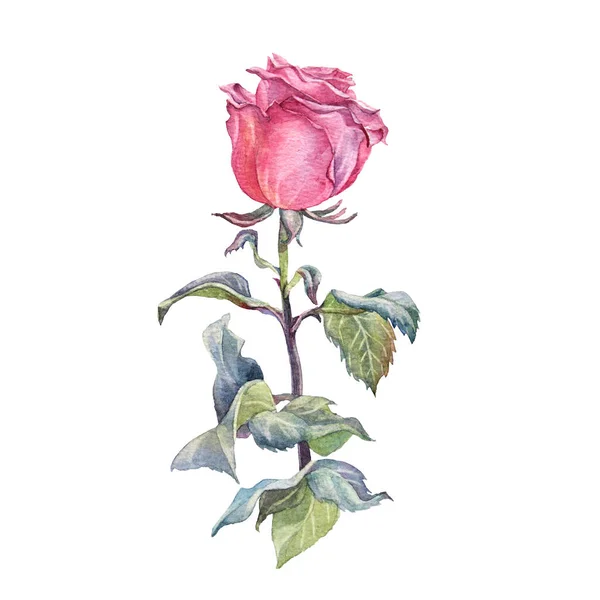 Aquarell rosa Rose mit grünen Blättern auf weißem Hintergrund. Handgezeichnete botanische Blume zum Valentinstag oder 8. März. Hallo Frühling. Happy Women Day Clipart zur Hochzeitsfeier einladen lizenzfreie Stockfotos