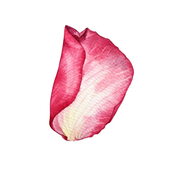 Червоний і білий пелюстки троянд ізольовані на білому тлі. Рука малювала ботанічну квітку для Валентина день або 8 березня. Привіт, весна. Щасливого дня для жінок. Запрошення на весілля. — стокове фото