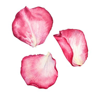 Beyaz arkaplanda pembe gül yaprağını izole et. Sevgililer Günü ya da 8 Mart için el yapımı botanik çiçeği. Merhaba bahar. Mutlu kadınlar günü Düğün davetiyesi için toplanın