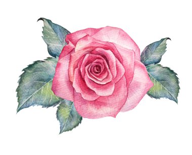 Beyaz arka planda yeşil yapraklı suluboya pembe gül. Sevgililer Günü veya 8 Mart baharı için el yapımı botanik çiçeği. Mutlu kadınlar günü. Düğün daveti için tırman