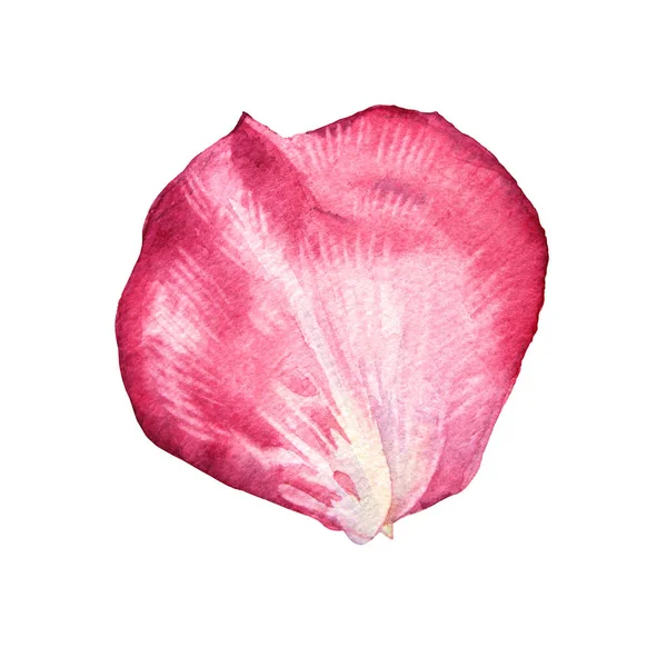 Akvarell rosa och vit ros kronblad isolerad på vit bakgrund. Handritad botanisk blomma för alla hjärtans dag eller 8 mars våren. Glad kvinnodag. Clipart för bröllopsfest inbjudan — Stockfoto