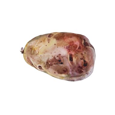 Beyaz arka planda izole edilmiş suluboya patates. Çorba, cips ve patates kızartması için el yapımı sebze kökü. Sağlıklı olmak için nişastalı güz yemeği hasadı. Yemek kitabı mutfağı için yaratıcı öge klipsi