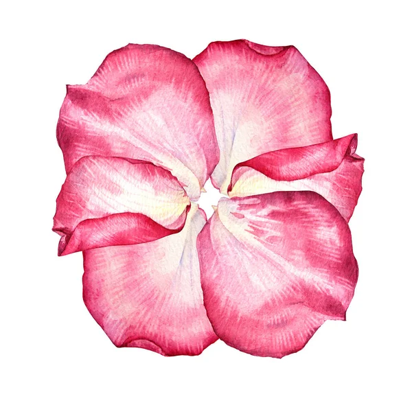 Složení akvarel růžová bílá růže okvětní lístek izolované na bílém pozadí. Ručně kreslené botanické květiny na Valentýna nebo 8. března. Jaro. Dámský den. Klient pro svatební oslavu pozvání — Stock fotografie