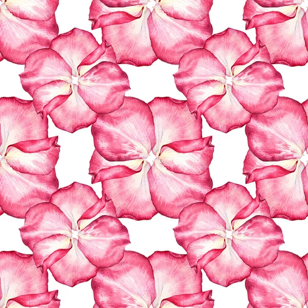 Seamless pattern watercolor pink white rose flower petal on white background. Hand-drawn botanical for Valentines day or 8 March. Hello spring. Womens day. Art for wedding celebration invite — Fotografia de Stock
