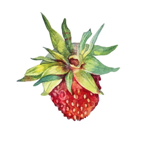 Watercolor strawberry with green leaves isolated on white background. Hand-drawn sweet summer berry food for kitchen. Cute red fruit dessert for menu cafe. Clipart for sticker, cookbook, sketchbook — Foto de Stock
