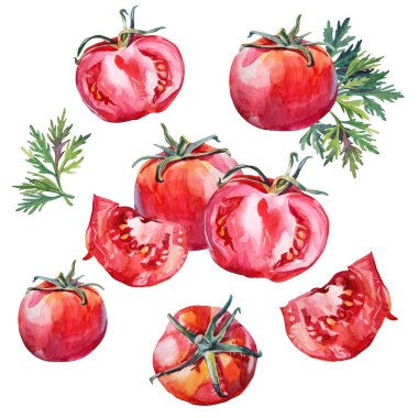 Suluboya kırmızı el yapımı domates ve yeşil maydanozu beyaz arka planda izole et. Salata ve yemek için sağlıklı sebze. Menü yemek kitabı mutfağı, eskiz kitabı çocuğu, kafe için yaratıcı bir klip