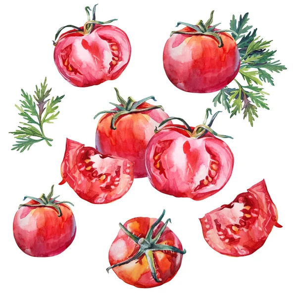 Suluboya kırmızı el yapımı domates ve yeşil maydanozu beyaz arka planda izole et. Salata ve yemek için sağlıklı sebze. Menü yemek kitabı mutfağı, eskiz kitabı çocuğu, kafe için yaratıcı bir klip