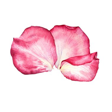 Beyaz arka planda izole edilmiş pembe gül yaprağı karışımı. Sevgililer Günü ya da 8 Mart için el yapımı botanik çiçeği. Merhaba bahar. Kadınlar Günü 'nde. Düğün daveti için tırman