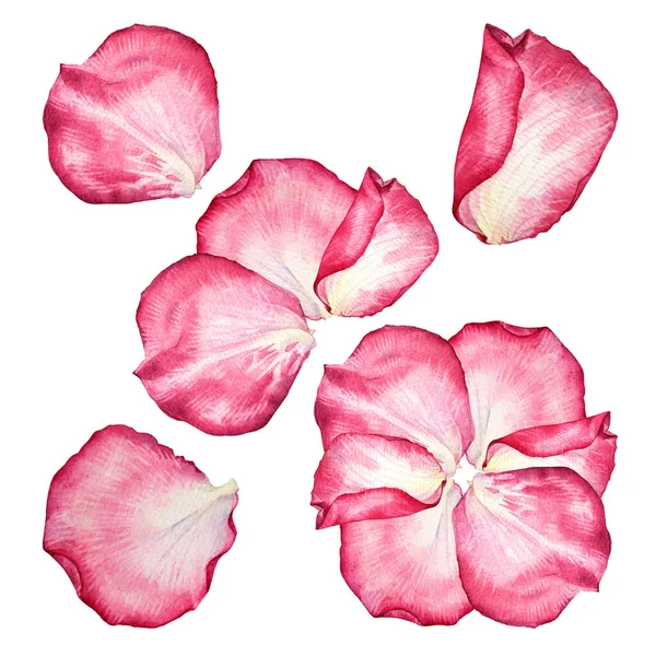 Conjunto aquarela rosa branco pétala de rosa isolado no fundo branco. Flor botânica desenhada à mão para o dia dos namorados ou 8 de março. Primavera. Feliz dia das mulheres. Clipart para a celebração do casamento convidar — Fotografia de Stock