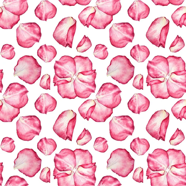 Seamless pattern watercolor pink white rose flower petal on white background. Hand-drawn botanical for Valentines day or 8 March. Hello spring. Womens day. Art for wedding celebration invite — Fotografia de Stock