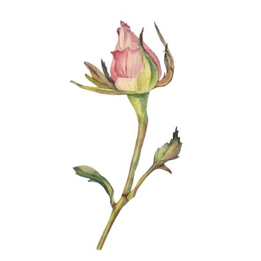 Küçük pembe goncalı suluboya dalları ve beyaz arka planda yeşil yapraklar. Düğün için el yapımı bahar çiçeği, 8 Mart kutlamaları. Duvar kağıdı ambalajı, etiket için tırman