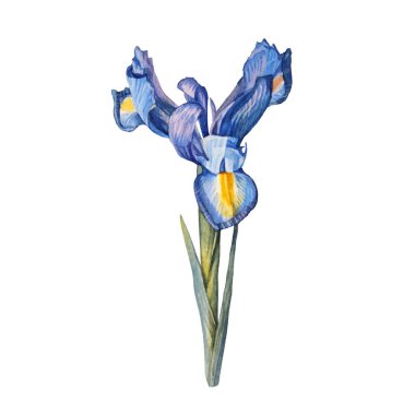 Beyaz arka planda izole edilmiş suluboya zambak çiçeği. Düğün davetiyesi için el yapımı botanik sanatı. Duvar kâğıdı çizim defteri boyama kitabı için bahar ya da yaz ortamı