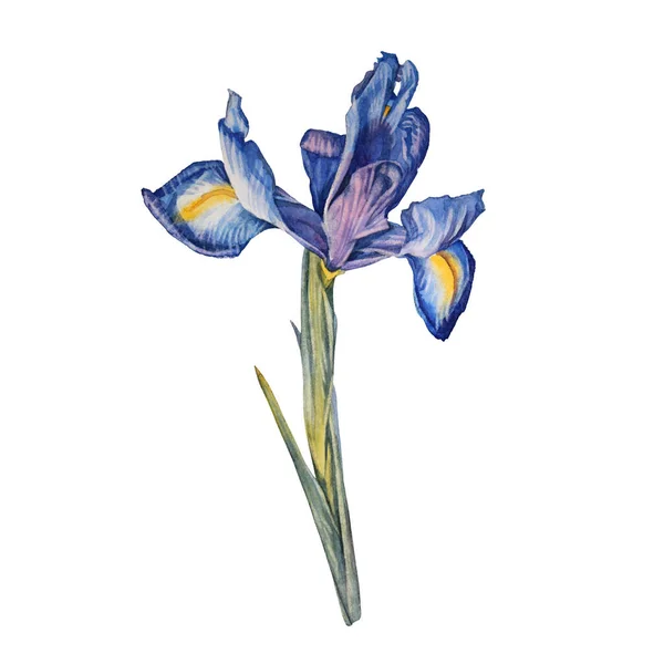 Aquarelle iris fleur isolée sur fond blanc. Art botanique dessiné à la main pour le mariage inviter à la célébration. Printemps ou été clipart créatif pour papier peint carnet de croquis enveloppant livre à colorier — Photo