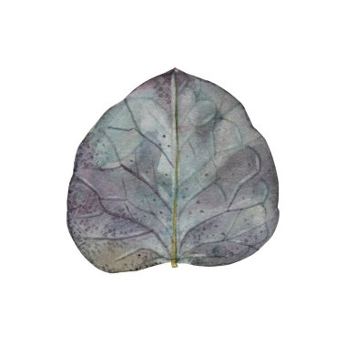 Beyaz arka planda izole edilmiş suluboya okaliptüs yaprağı. Düğün kutlaması için el yapımı botanik öğesi. Yaratıcı yeşil mavi gümüş yapraklar. Duvar kağıdı çizim defterini sarmak için tırman