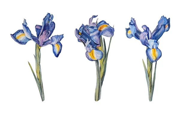 Set Aquarell Iris Blume isoliert auf weißem Hintergrund. Handgezeichnete botanische Kunst für die Hochzeit lädt zum Feiern ein. Frühling oder Sommer kreative Cliparts für Tapete Skizzenbuch Verpackung Malbuch Stockfoto