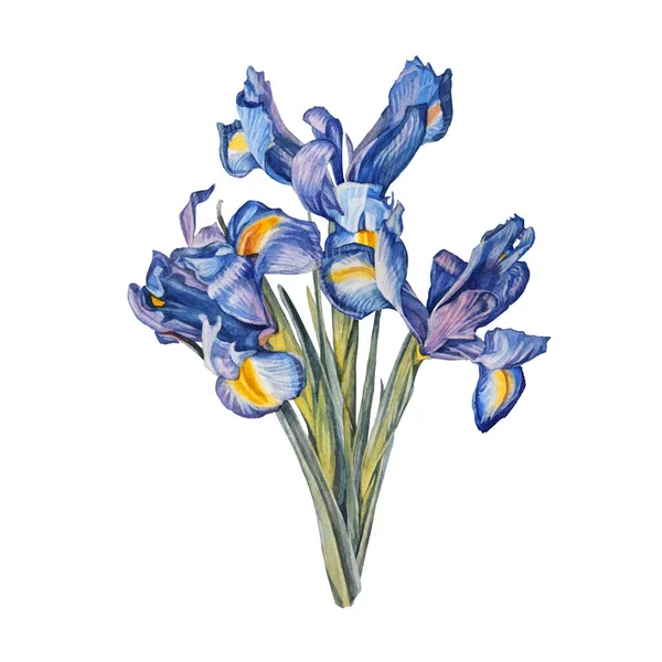Bouquet aquarelle fleurs iris isolé sur fond blanc. Art botanique dessiné à la main pour le mariage inviter à la célébration. Printemps ou été art pour papier peint carnet de croquis enveloppant livre à colorier — Photo