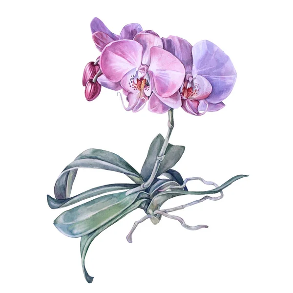 Aquarelle fleur d'orchidée rose avec des feuilles vertes et des racines isolées sur fond blanc. Nature créative plante maison réaliste pour mariage, carte, papier peint, textile, emballage, fleuriste, célébration — Photo
