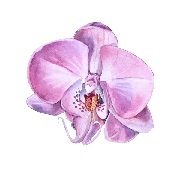 Aquarelle fleur d'orchidée rose isolé sur fond blanc. Clipart élément été ou printemps. Nature créative réaliste plante à la maison pour carte de mariage papier peint emballage textile, fleuriste, célébration — Photo